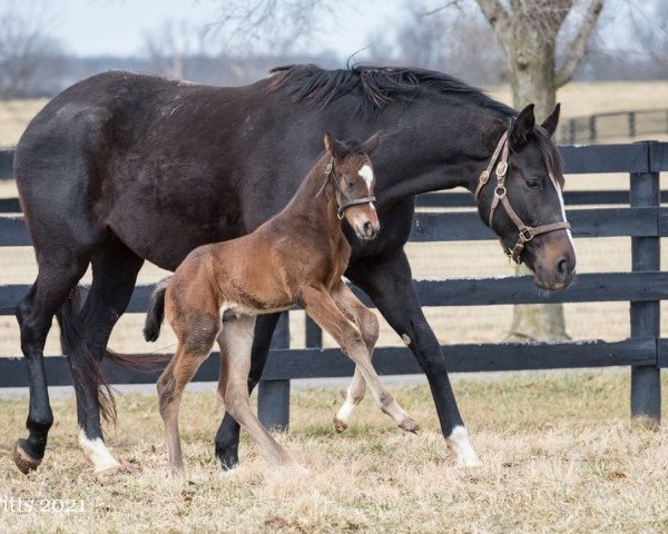 broodmare Suraya xx (Thoroughbred, 2017, from Tiznow xx)