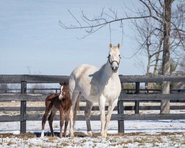 horse Hengst von Union Rags xx (Thoroughbred, 2021, from Union Rags xx)