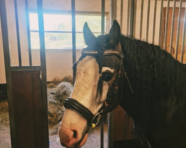 dressage horse Quintus (German Riding Pony, 2022, from Quaterback's Junior)
