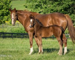 horse No Labels xx (Thoroughbred, 2019, from War Front xx)