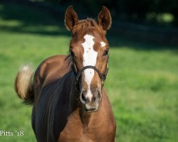 horse Reinforced xx (Thoroughbred, 2018, from Tonalist xx)