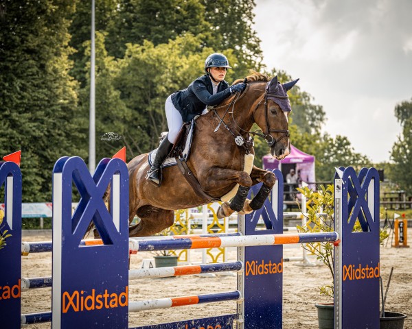 jumper Nice to have 3 (German Sport Horse, 2014, from Negro)
