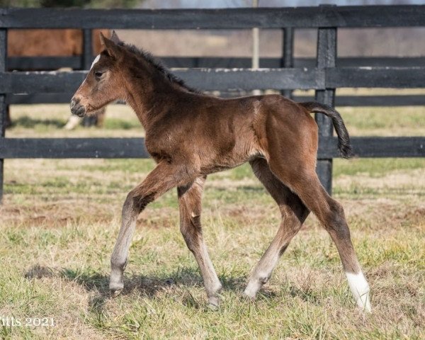 horse Stute von Speightstown xx (Thoroughbred, 2021, from Speightstown xx)