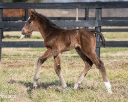 horse Plum Tricky xx (Thoroughbred, 2021, from Speightstown xx)