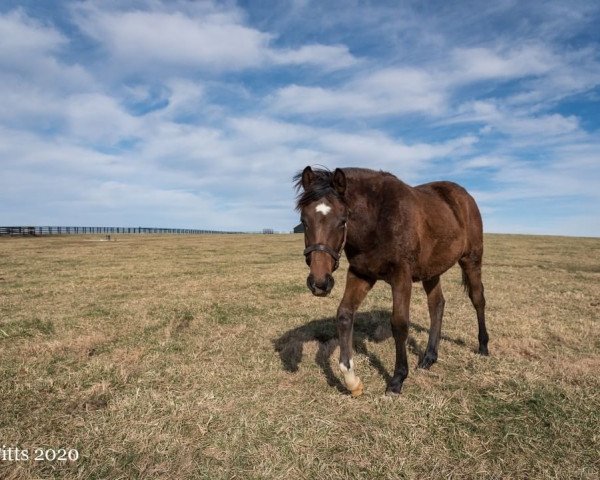 Pferd Stute von Hard Spun xx (Englisches Vollblut, 2020, von Hard Spun xx)