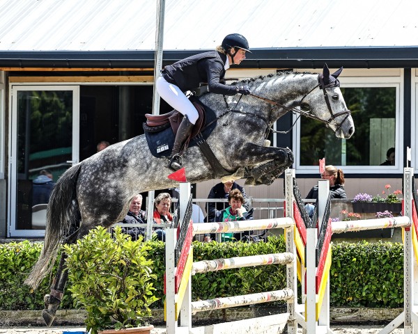 Springpferd Diacoeur (Hannoveraner, 2019, von Diacontinus)