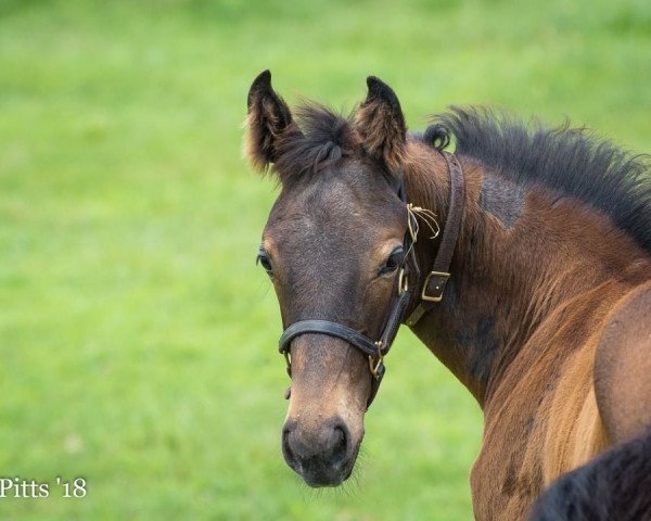 horse Oliviaofthedesert xx (Thoroughbred, 2018, from Bernardini xx)