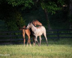 Pferd Better Bet xx (Englisches Vollblut, 2020, von Justify xx)