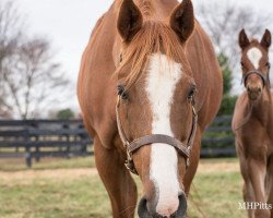 horse Stute von Broken Vow xx (Thoroughbred, 2021, from Broken Vow xx)