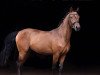 stallion Diam Donner IZ (German Riding Pony, 2018, from Destino R)