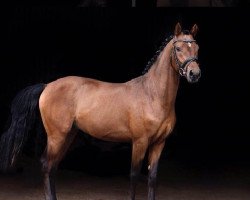 stallion Diam Donner IZ (German Riding Pony, 2018, from Destino R)