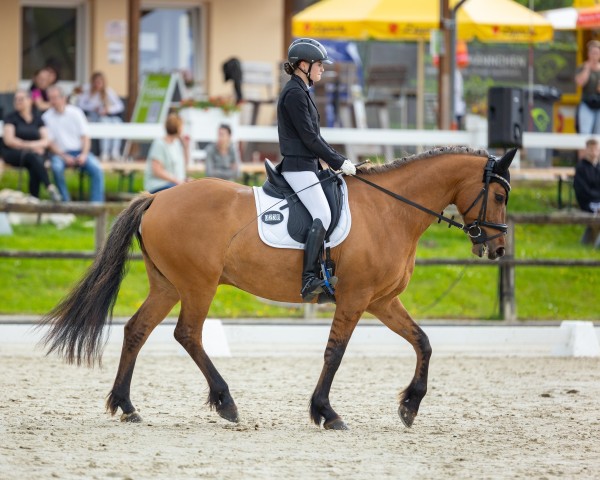 dressage horse Viktor der Außergewöhnliche (Westphalian, 2017, from Future Dream)