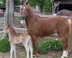 broodmare Delaila 13 (German Riding Pony, 2016, from D-Day AT)