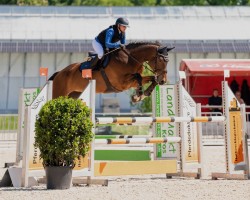 jumper Carrica 12 (Hanoverian, 2013, from Carrico)