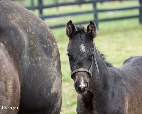 horse Stute von Cairo Prince xx (Thoroughbred, 2021, from Cairo Prince xx)