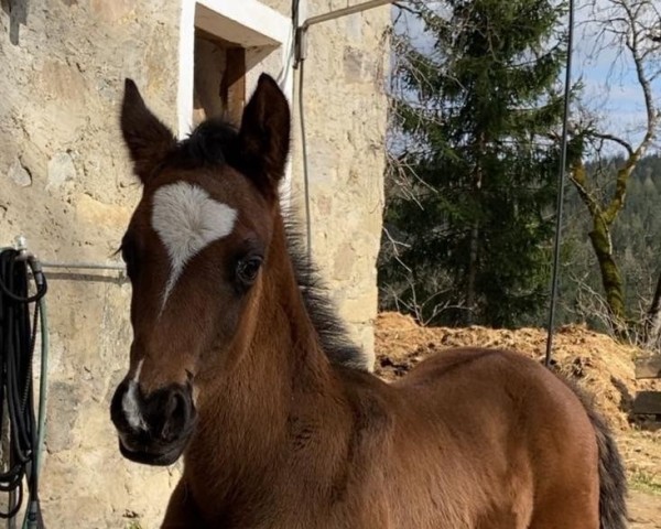 foal by Hengstfohlen von Hotim (Arlequina) (Trakehner, 2025, from Hotim)