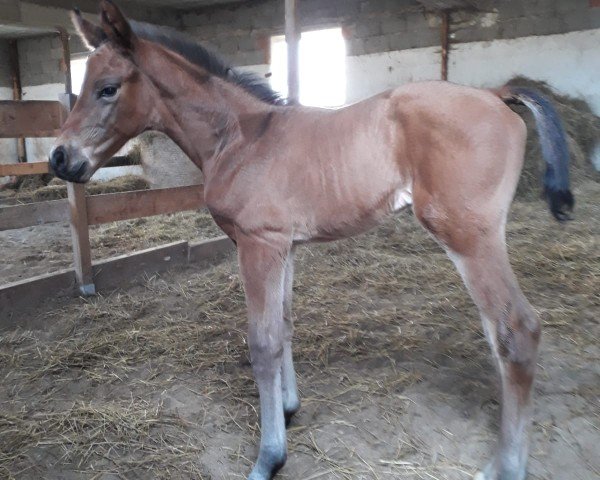 foal by Hengstfohlen von Hotim (Depescha) (Trakehner, 2025, from Hotim)