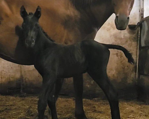 Fohlen von Hengst von Hotim (Frau Helga) (Trakehner, 2025, von Hotim)