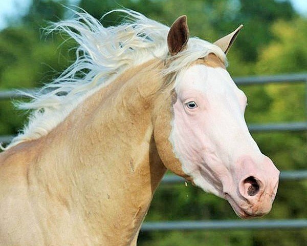 horse Pale Face Dunit (Quarter Horse, 2007, from Colonels Smoking Gun)