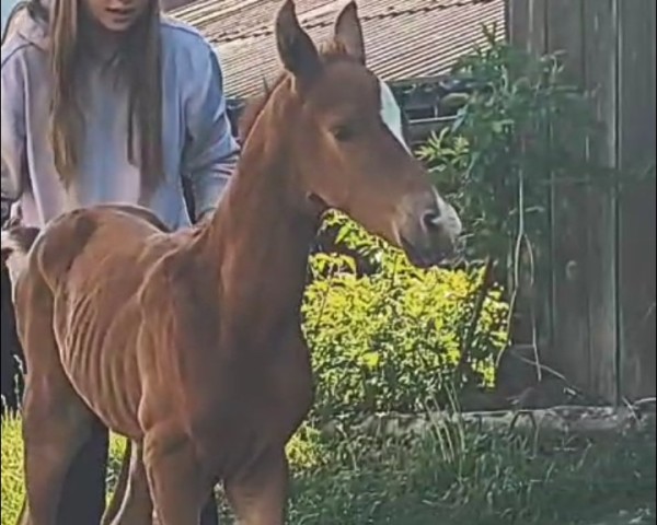 foal by Hengst von Banderas (Trakehner, 2025, from Banderas)