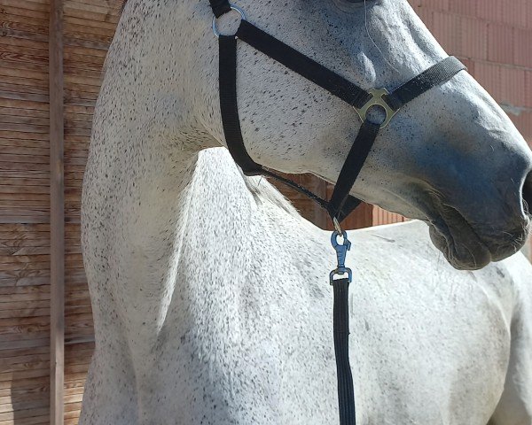 broodmare Whitne (Holsteiner, 2006, from Calato)