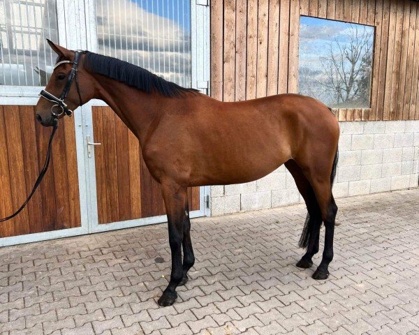 broodmare Bella Belissima (Oldenburg, 2018, from Belissimo NRW)