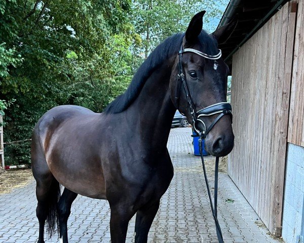 Zuchtstute Jolanda (Deutsches Sportpferd, 2020, von Jovian)
