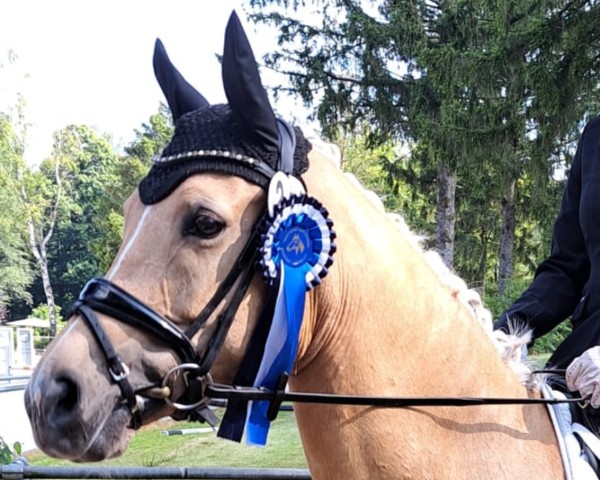 dressage horse Charlotta Rubin (German Riding Pony, 2015, from FS Champion de Luxe)