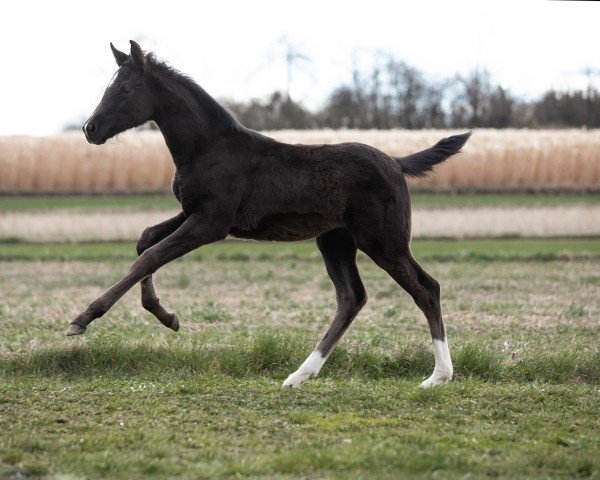 foal by Love Joy (Austrian Warmblood, 2025, from St. Emilion)