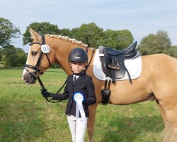 dressage horse Hui Buh 17 (German Riding Pony, 2015, from Huckleberry Finn Hj WE)