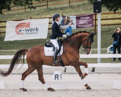 dressage horse Lennox 442 (Hanoverian, 2017, from Asgard's Ibiza)