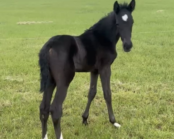 Fohlen von Vemybell (KWPN (Niederländisches Warmblut), 2025, von Total Diamond PS)