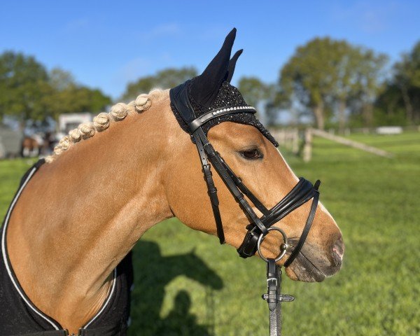 dressage horse Ginny Tonic (German Riding Pony, 2021, from FS Next Diamond)