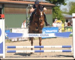 jumper Sherlock van de Kwade Heyde (Belgian Warmblood, 2018)