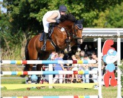 Springpferd Chalimero 4 (Oldenburger, 2009, von Check In 2)