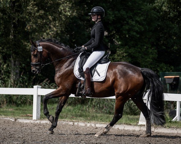 dressage horse Fabulous Fabiola (Oldenburg, 2016, from Florenz 71)