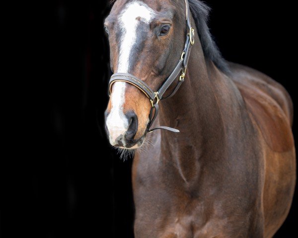 jumper Kansas van de Evenboer (KWPN (Royal Dutch Sporthorse), 2015, from Quasimodo vd Molendreef)
