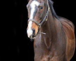 jumper Kansas van de Evenboer (KWPN (Royal Dutch Sporthorse), 2015, from Quasimodo vd Molendreef)
