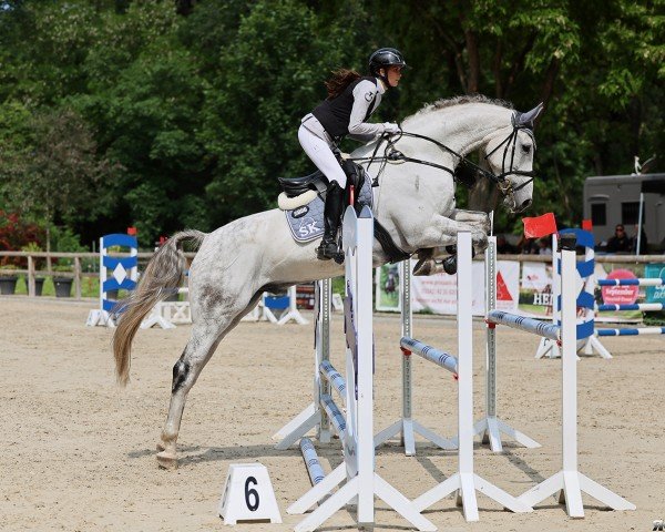 jumper Cockney JK (Hanoverian, 2018, from Cassus 2)