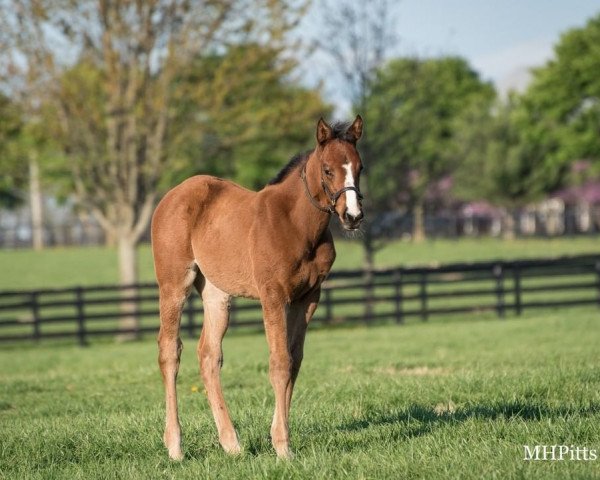 horse Stute von Justify xx (Thoroughbred, 2021, from Justify xx)