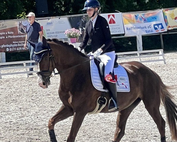 Dressurpferd Sweety (Deutsches Sportpferd, 2021, von Sezuan's Donnerhall)
