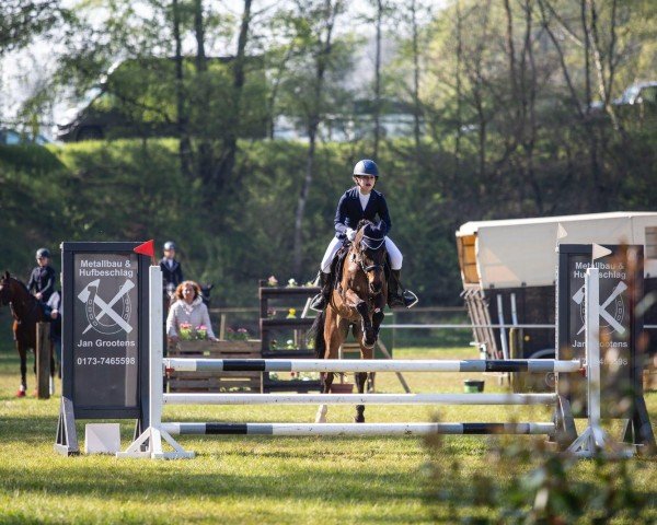 Springpferd Martin 49 (Deutsches Reitpony, 2002, von Martini)