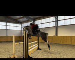 Springpferd Kavalerie L (Deutsches Sportpferd, 2018)