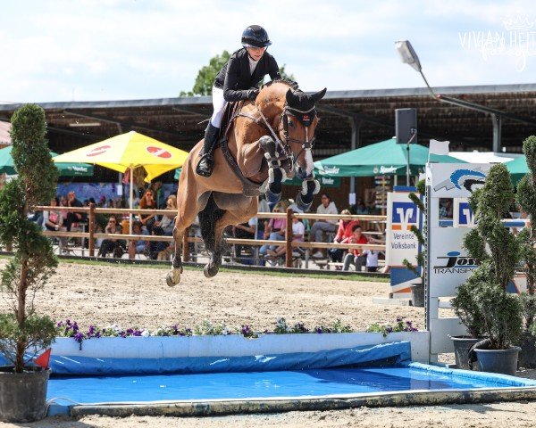 jumper Askaro Blue (German Sport Horse, 2019, from Askari)