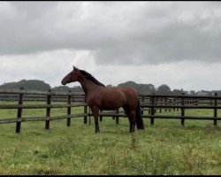 Zuchtstute Pooh I did it again (Lusitano, 2019, von Rubi)