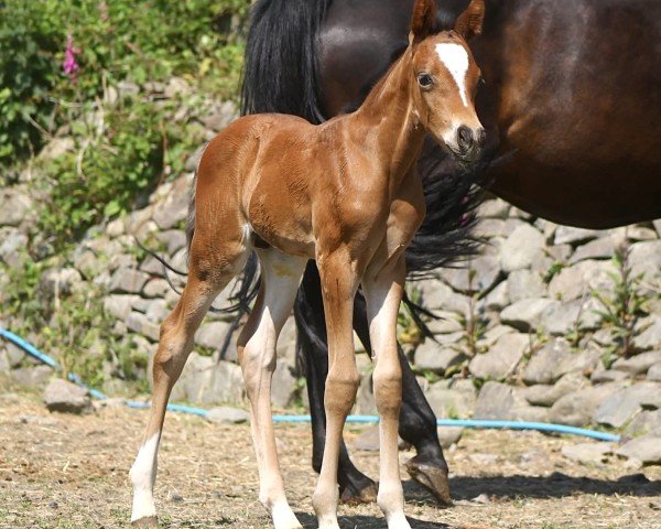 foal by Overflow ACDC (UK Pony, 2025, from Oosting Amigo)