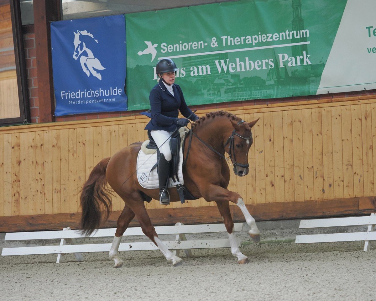 dressage horse Niño de Diamond AD (German Riding Pony, 2021, from FS Next Diamond)