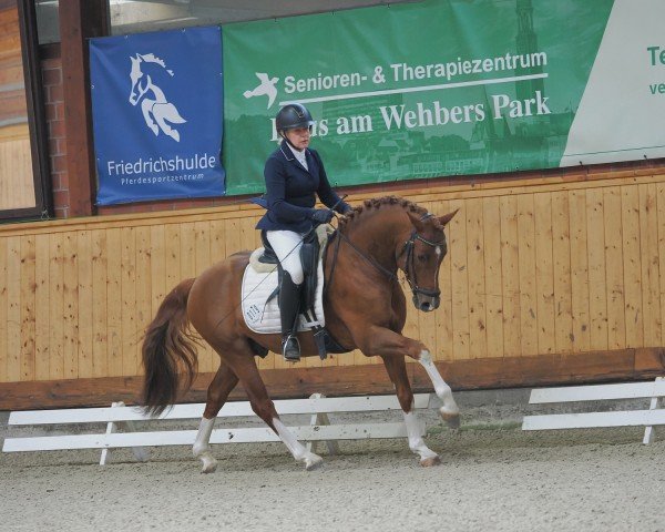 dressage horse Niño de Diamond AD (German Riding Pony, 2021, from FS Next Diamond)