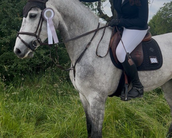 jumper Grey and Top (Hanoverian, 2020, from Grey Top)