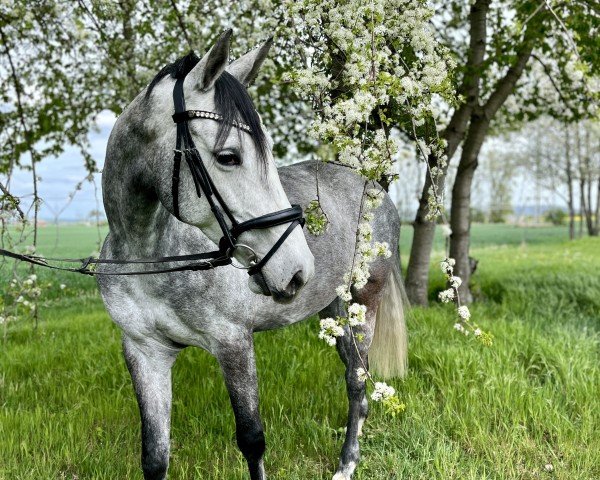 Springpferd Cecilia H 3 (Deutsches Sportpferd, 2018, von Karajan)